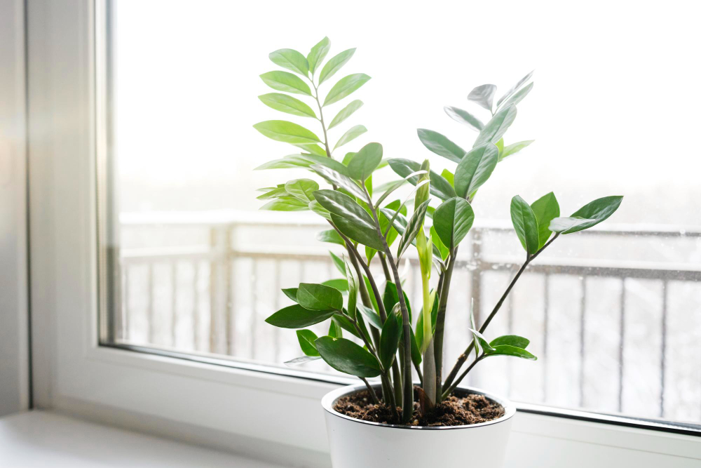 zamioculcas-zamiifolia-zz-plant-white-flower-pot-stand-windowsillx9