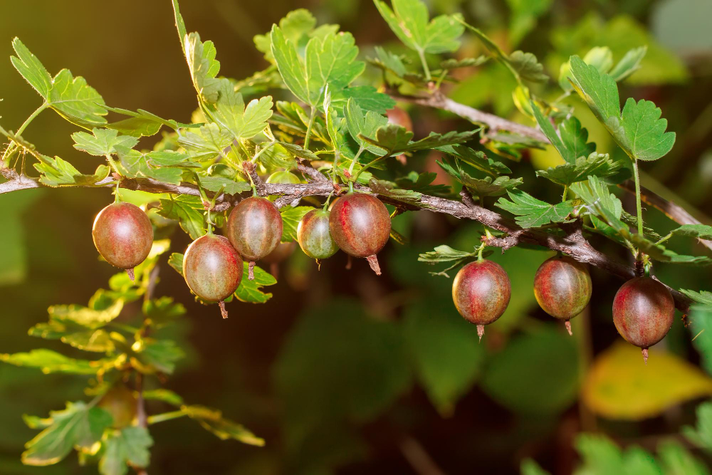 fresh-red-gooseberries-branch-gooseberry-bush-with-sunlight