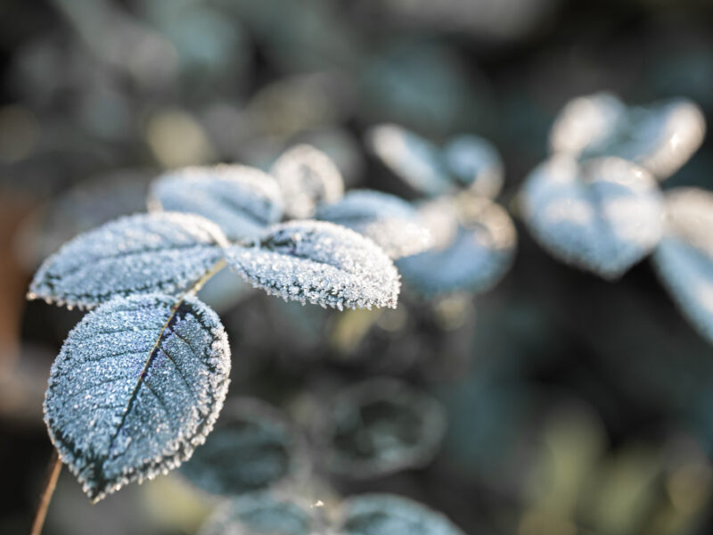 branches-covered-with-frost-frosty-plants-early-morning-cold-season