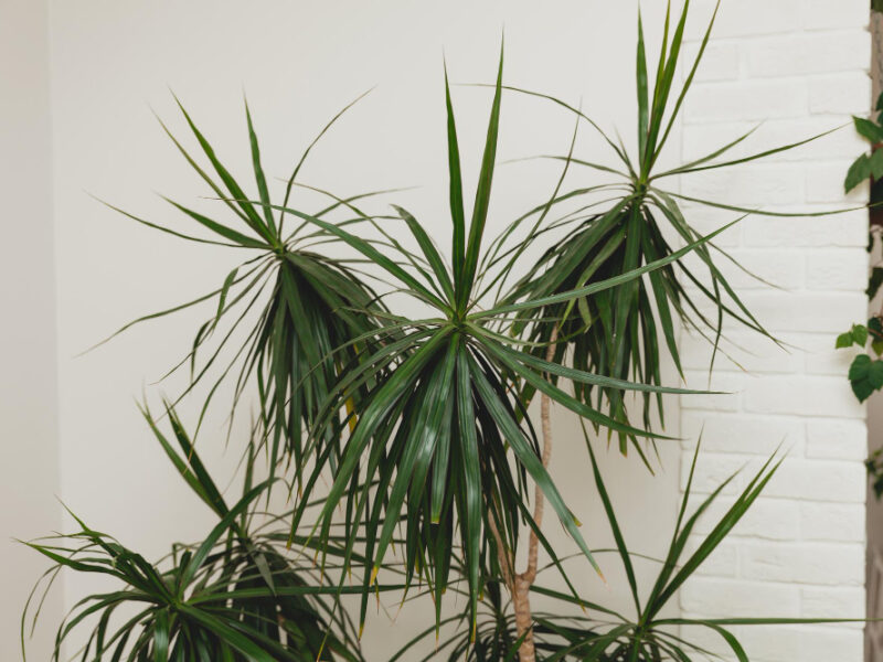 Dracaena Dracaena Pot