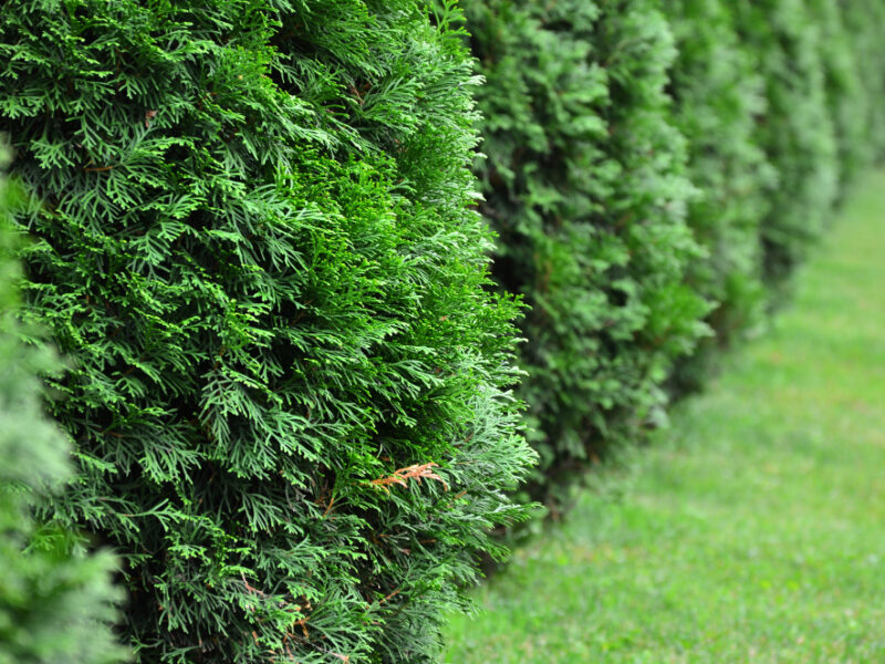 Lot Coniferous Plantations Are Lined Up