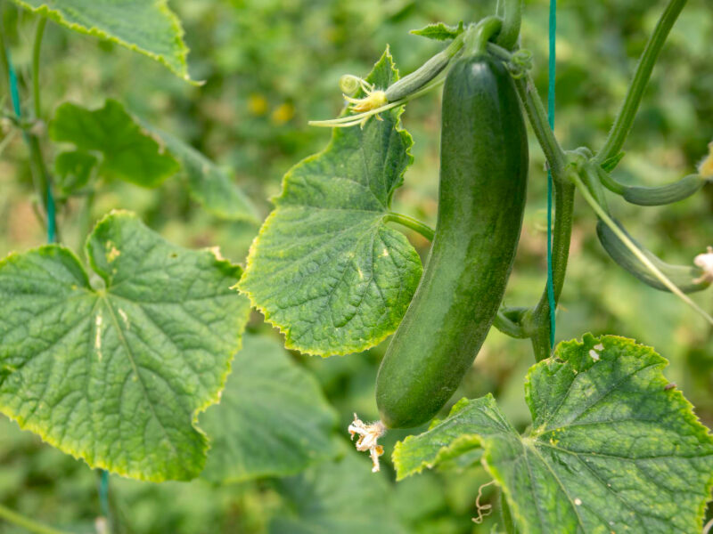 Green Cucumber Growing Field Vegetable Harvesting