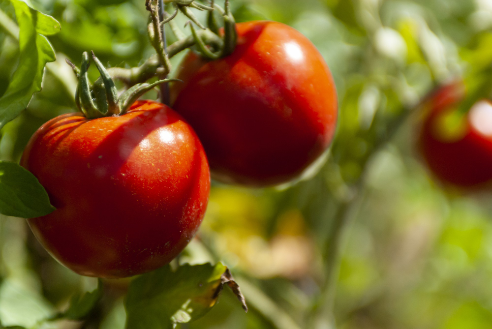 selective-focus-shot-riped-red-tomatoes
