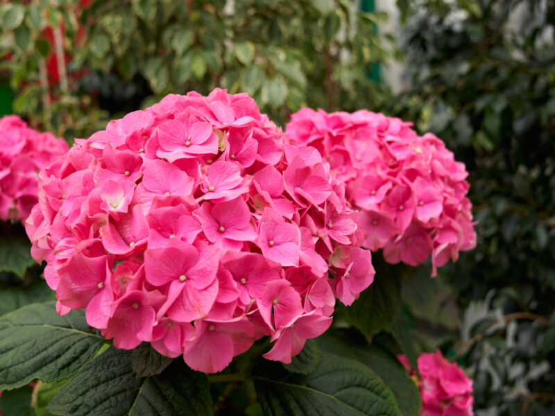 Large Beautiful Pink Hydrangea Modern Greenhouse