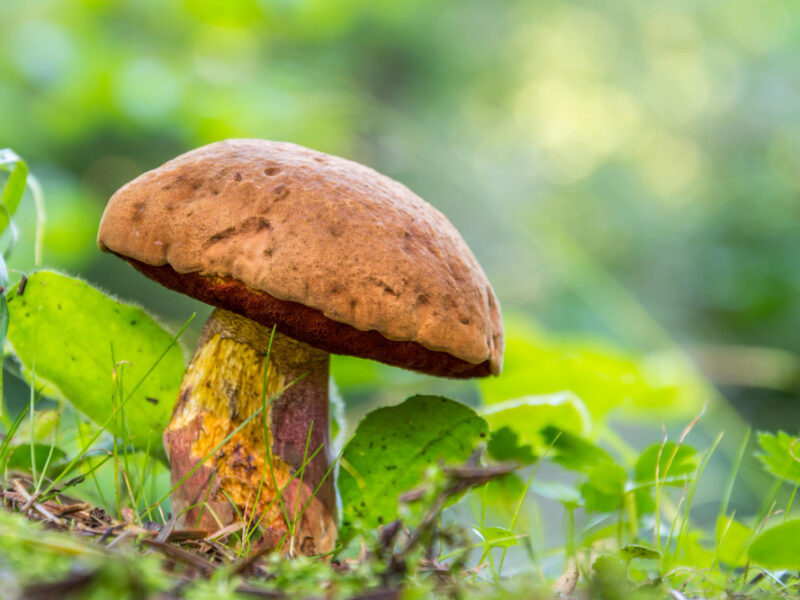 Forest Mushrooms Grass Inedible Mushroom