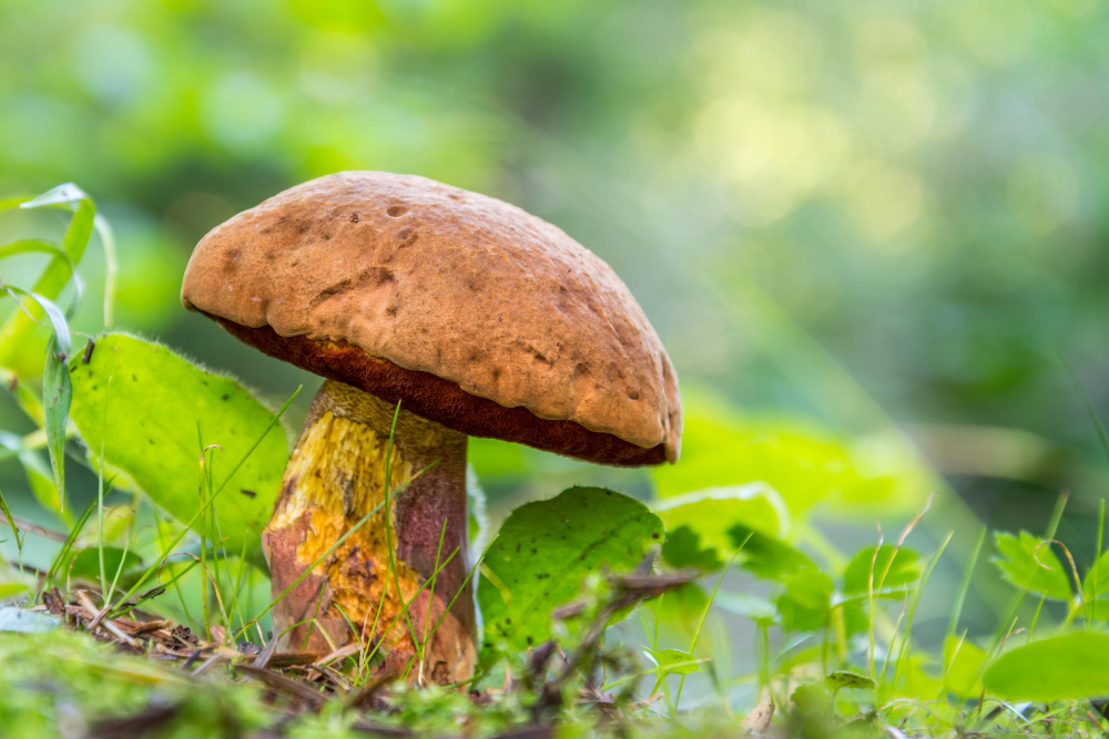 forest-mushrooms-grass-inedible-mushroom