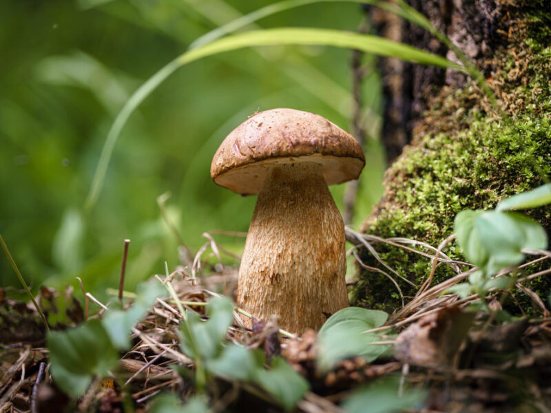 Fresh Edible Mushroom Coniferous Forest Young Porcini Mushroom Woods