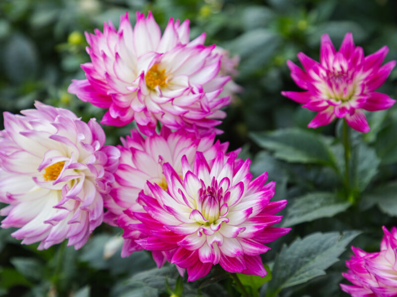 Pink Dahlia Flower Garden Spring Day