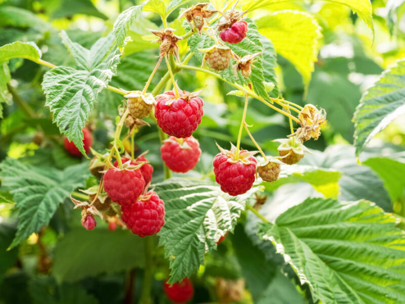 Red Ripe Raspberries Garden Bush Growing Raspberries Raspberry Harvest