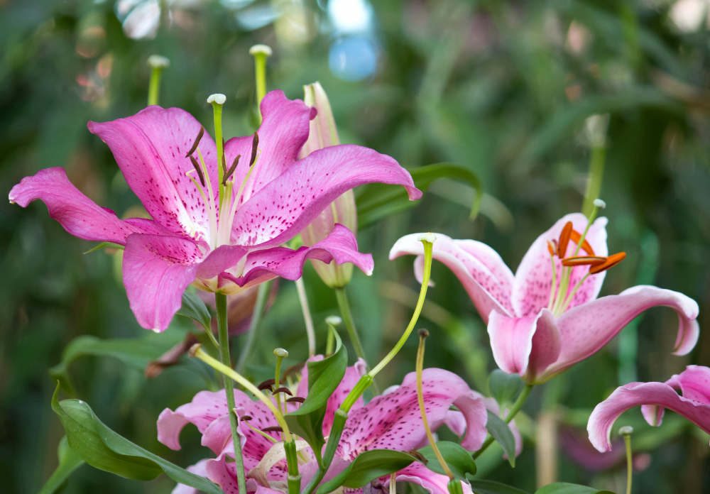 Lily Flower Garden