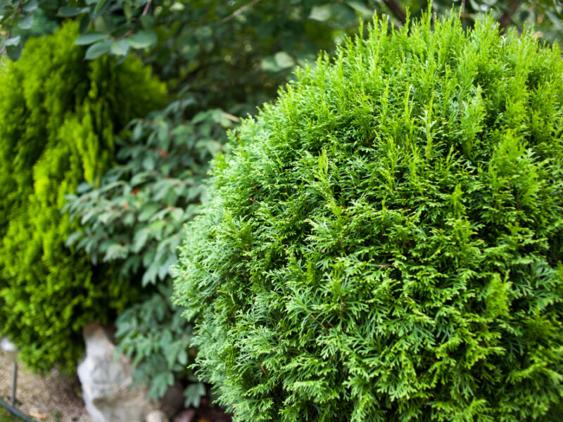 Landscape Design English Courtyard