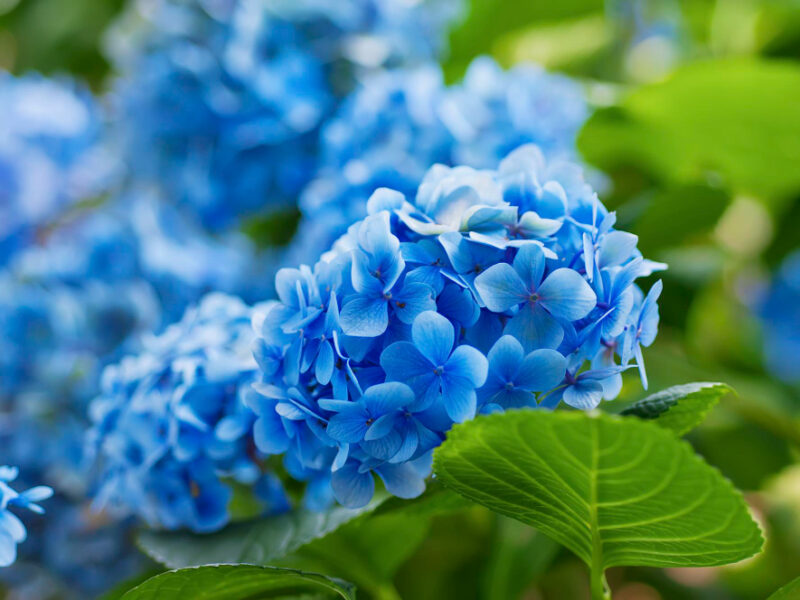 Hydrangea Flowers Background