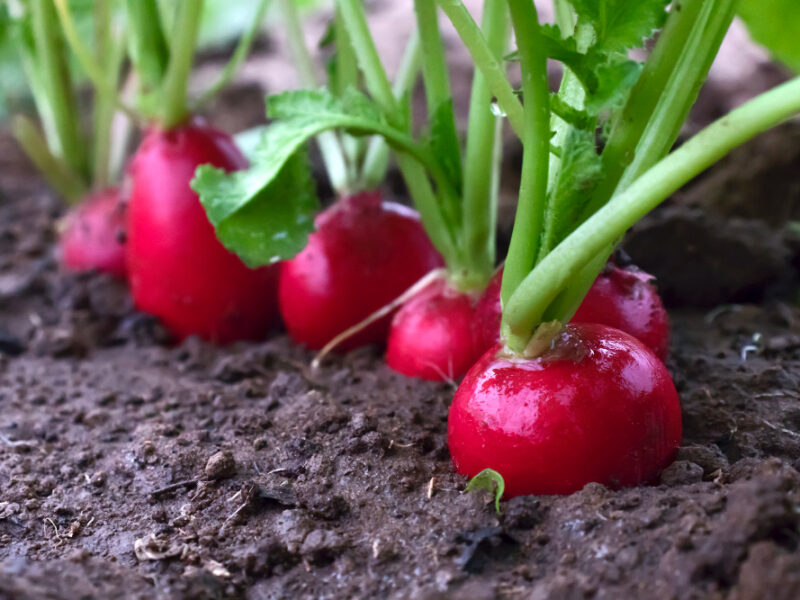 juicy-red-radish-growing-soil-close-up