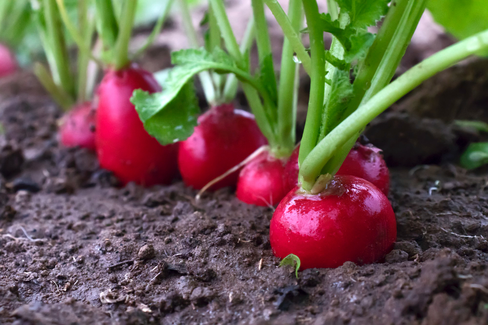 Juicy Red Radish Growing Soil Close Up