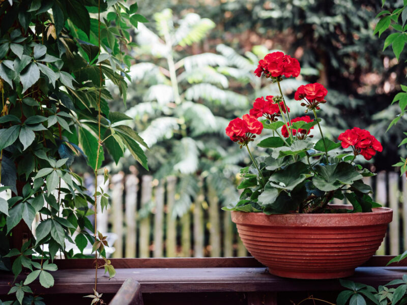 How Grow Geraniums Pelargoniums Gardening Red Pelargoniums Bloom Garden Red Geranium Pelargonium Zonale