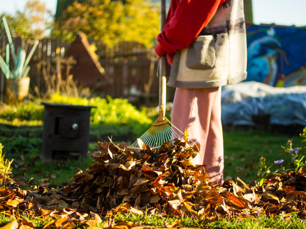 Concept Cleaning Suburban Area Girl Collects Foliage With Rake