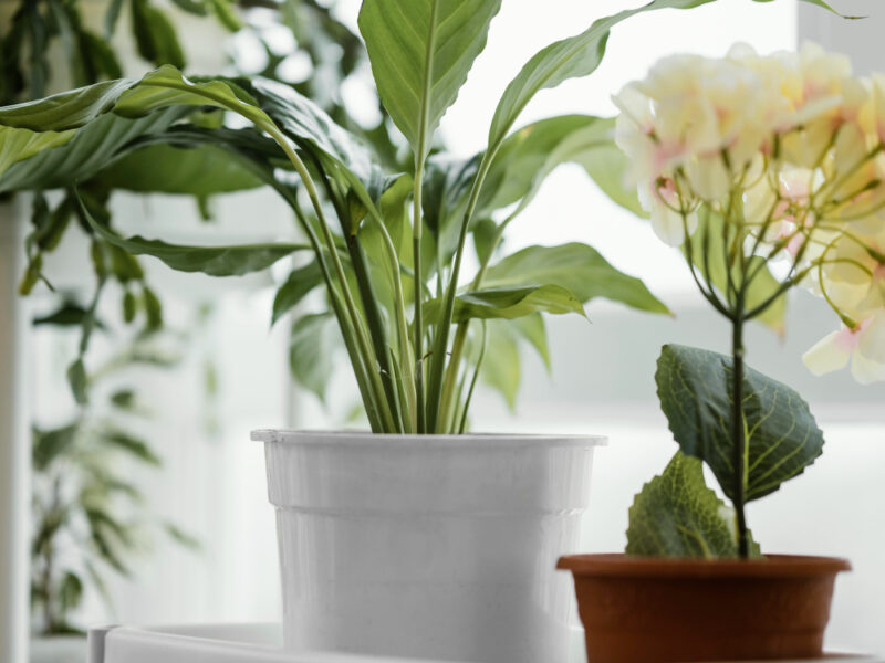 Front View Indoors Plants Pots Window