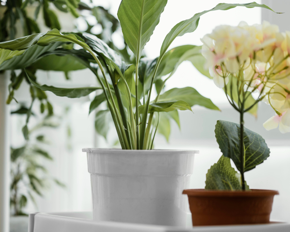 Front View Indoors Plants Pots Window