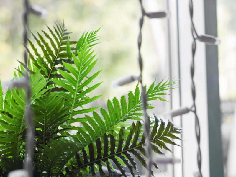 plant-home-fern-windowsill-white-light-bulbs-garlands