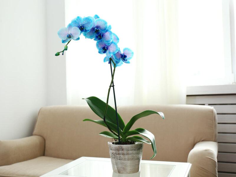 Beautiful Blue Orchid Flowers Room Close Up