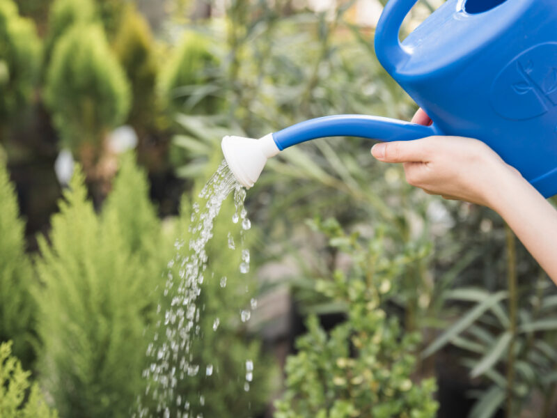 Close Up Female Watering Plants With Blue Can