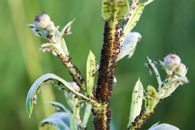 upper-part-young-plant-is-covered-with-insect-pest-that-drinks-its-juice-aphids-harm