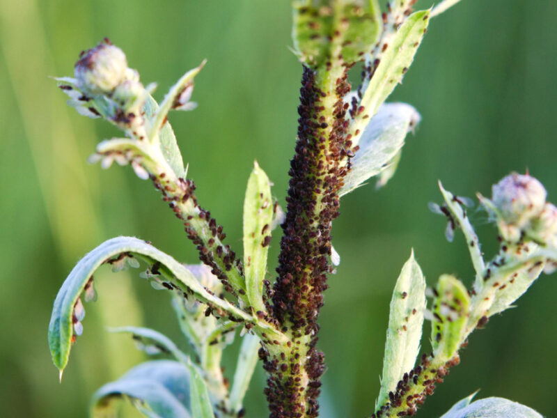 Upper Part Young Plant Is Covered With Insect Pest That Drinks Its Juice Aphids Harm