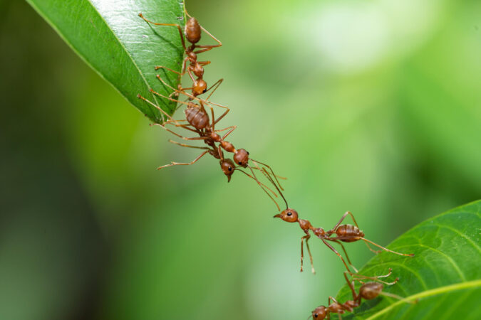 ant-action-standing-ant-bridge-unity-team-concept-team-work-together