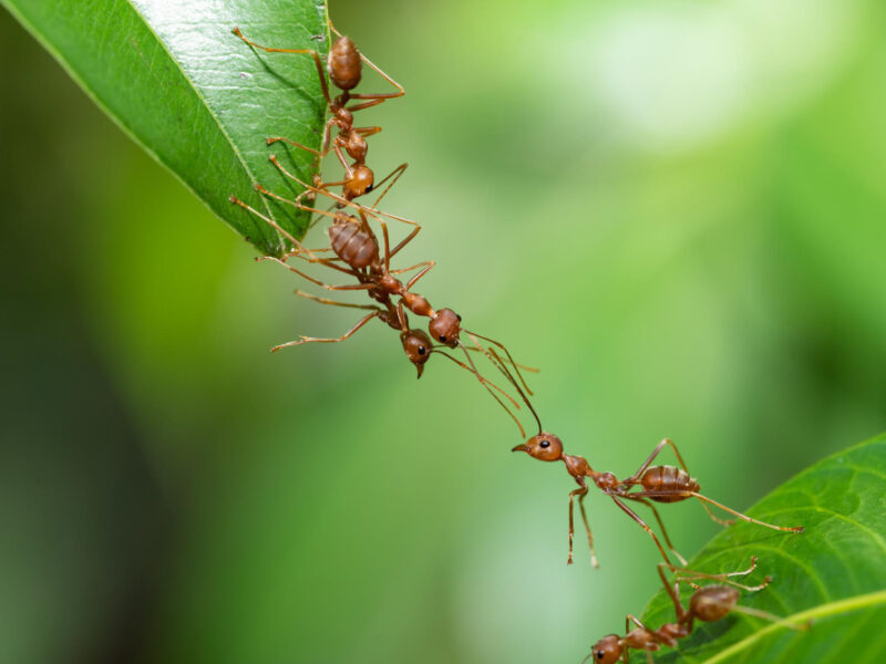 Ant Action Standing Ant Bridge Unity Team Concept Team Work Together