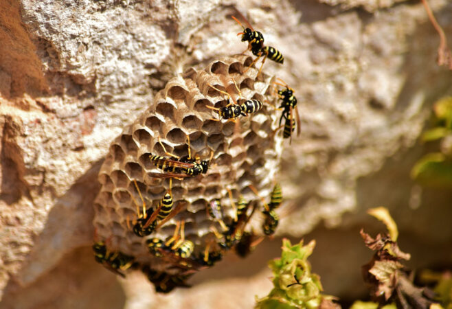 closeup-shot-bees-paper-wasp-nest (1)