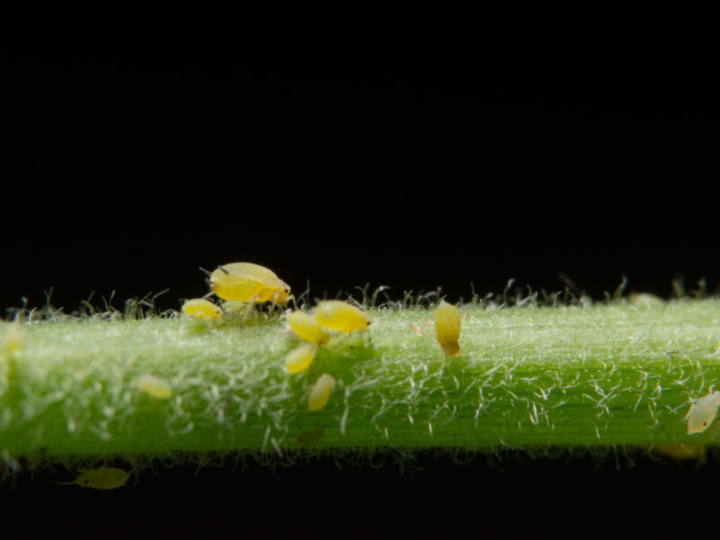 Plant Blackfly Close Up Pisum Ladybug Aphid