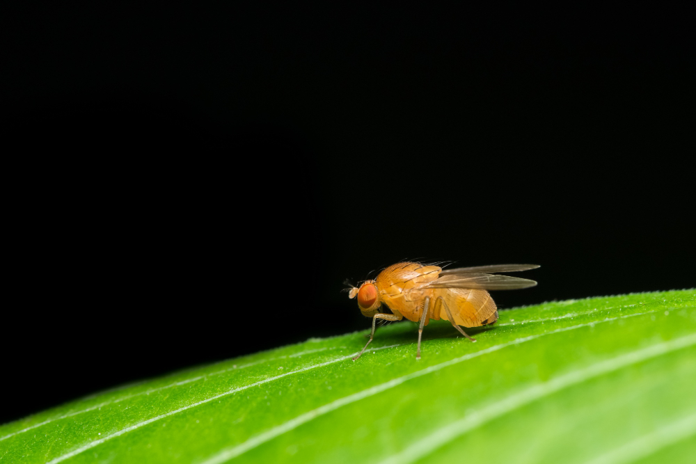 drosophila-melanogaster