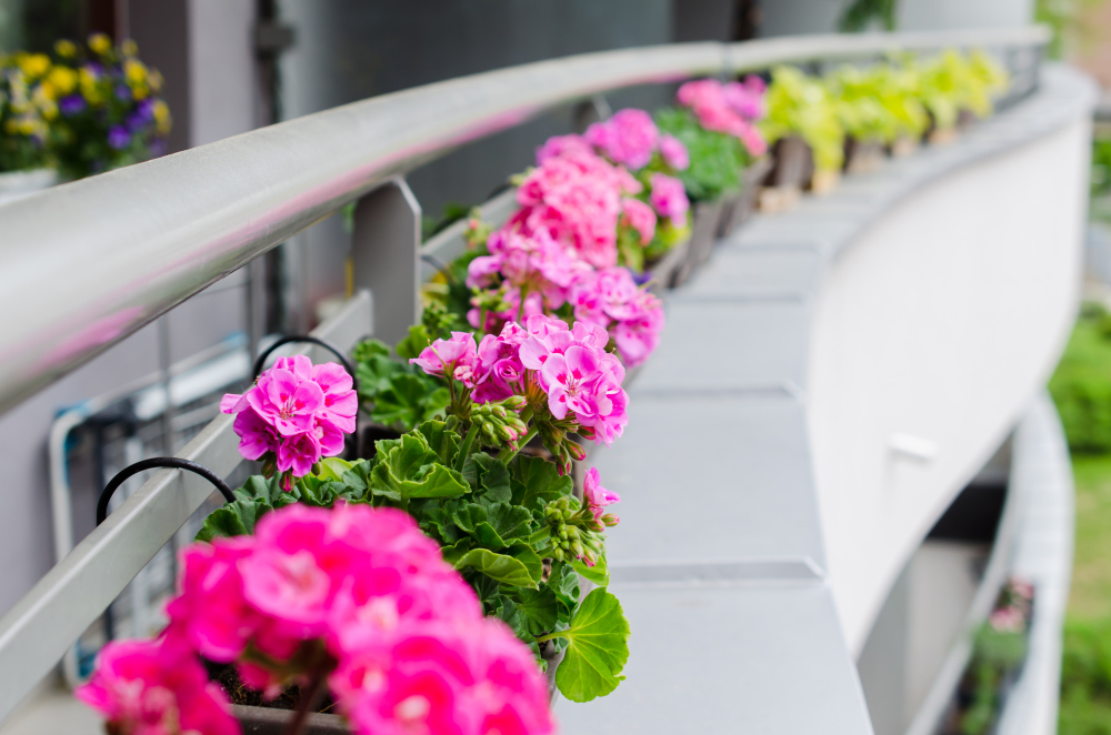 Flower Pots With Beautiful Blooming Geranium Along Balcony Railing