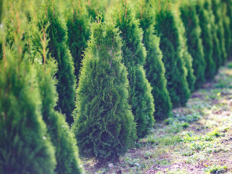 Rows Young Conifers Greenhouse With Lot Plants Plantation