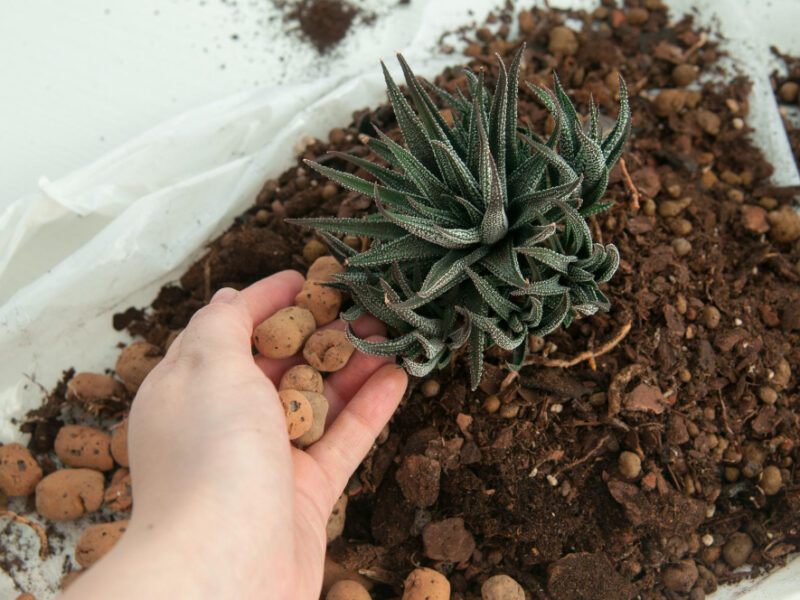 Manually Transplanting Cacti Succulents Into Pots Wooden Table