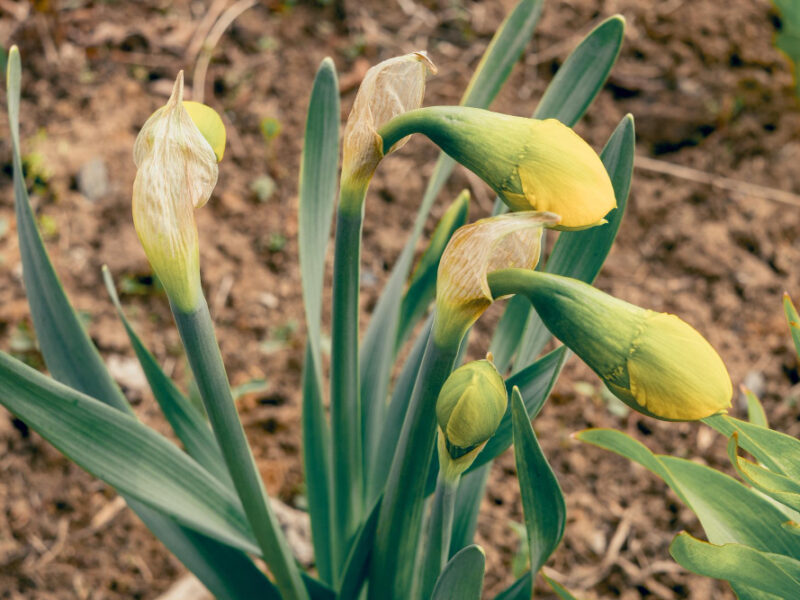 Yellow Spring Flowers Daffodils Are Ready Bloom