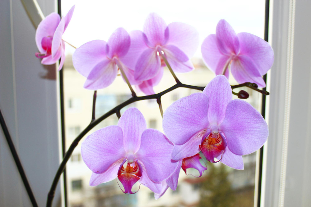 beautiful-branch-blossoming-pink-orchid-window