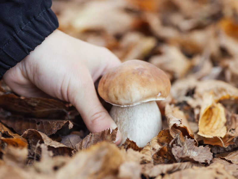 Hand Girl Taking Cep Boletus From Leaves Picking Edible Mushroom Autumn Forest Concept