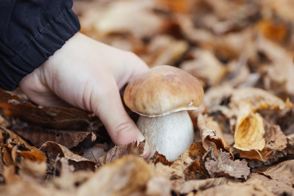 Hand Girl Taking Cep Boletus From Leaves Picking Edible Mushroom Autumn Forest Concept
