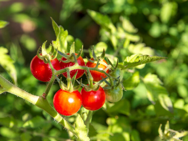 Cherry Tomato Cultivation Vegetable Garden Close View