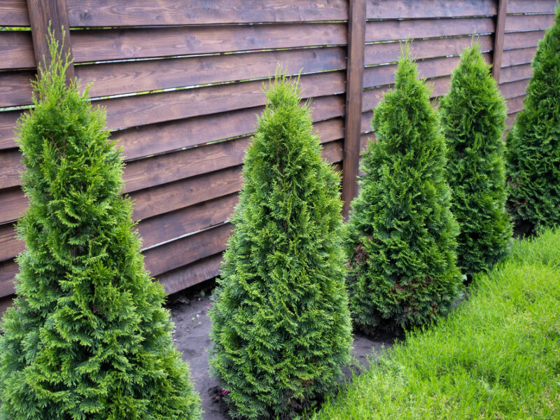 Beautiful Young Green Thuja Background Wooden Fence