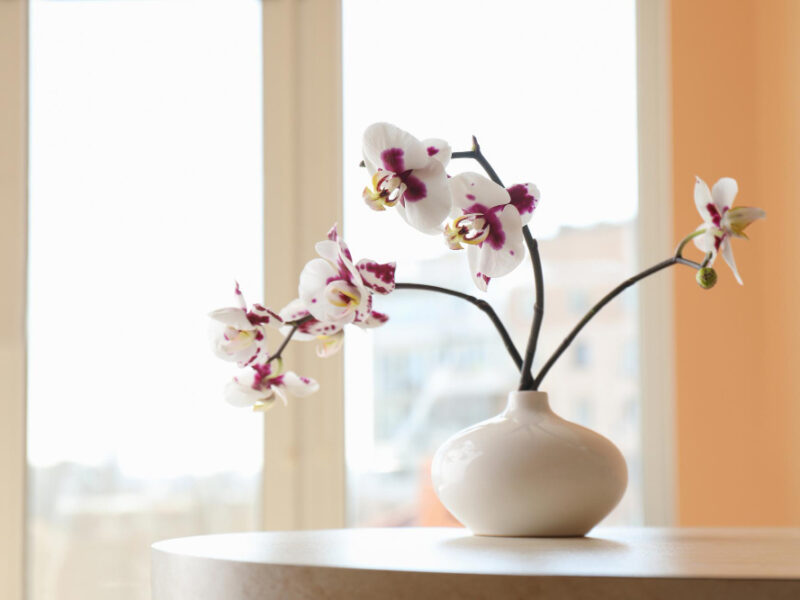 Vase With Orchid Flowers White Table Near Window Indoors
