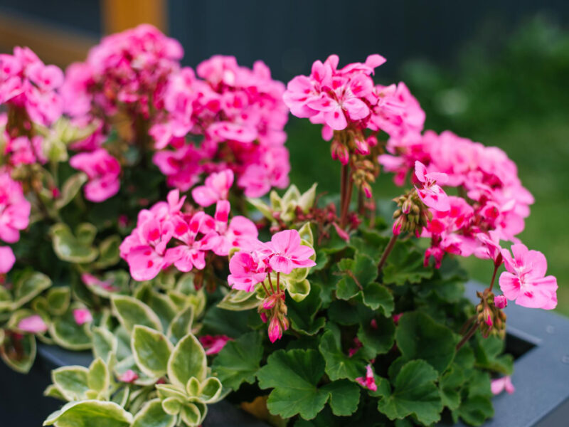pink-pelargonium-flowers-garden-summer-decor-city-street