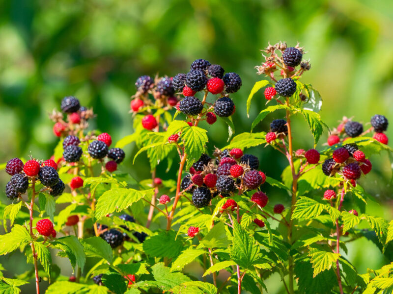 cumberland-raspberry-bush-with-abundant-berries-during-ripening