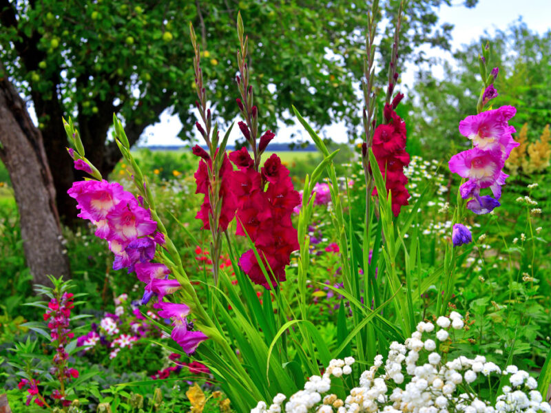 Flowers Gladiolus Yarrow Flowerbeds Garden Against Backdrop Sky Trees