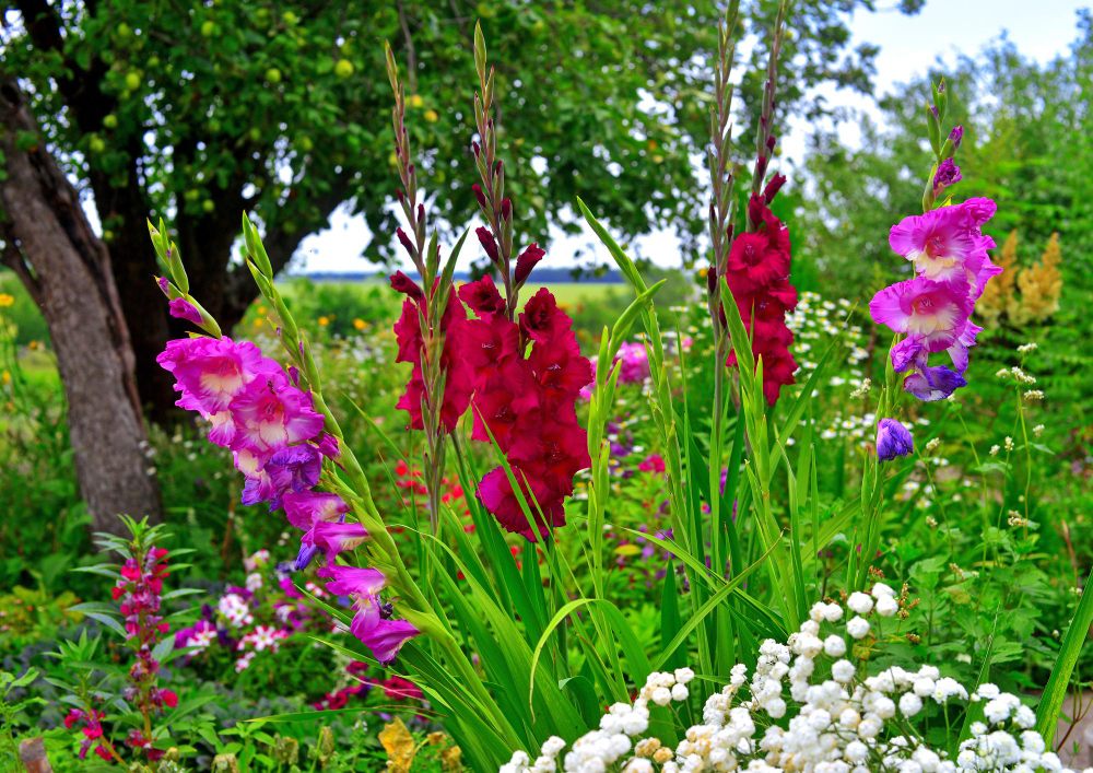 Flowers Gladiolus Yarrow Flowerbeds Garden Against Backdrop Sky Trees