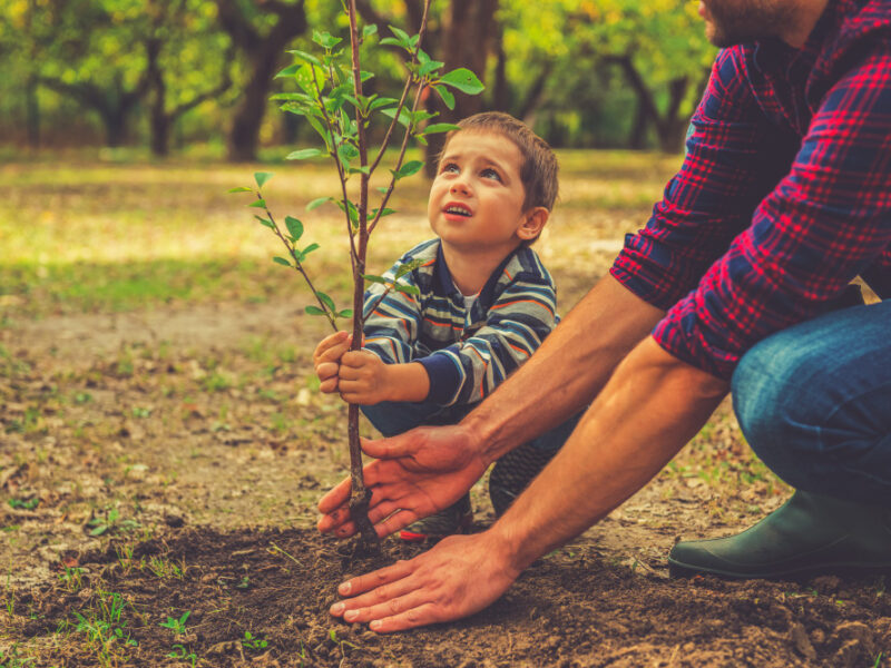 When Will It Grow Curious Little Boy Helping His Father Plant Tree While Working Together Garden
