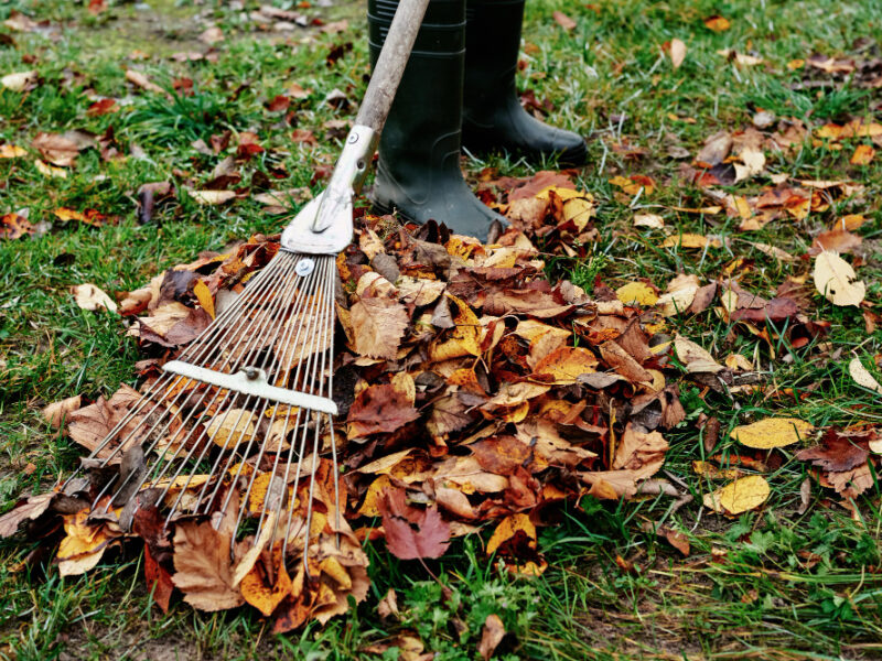 Woman Raking Pile Fall Leaves Garden With Rake