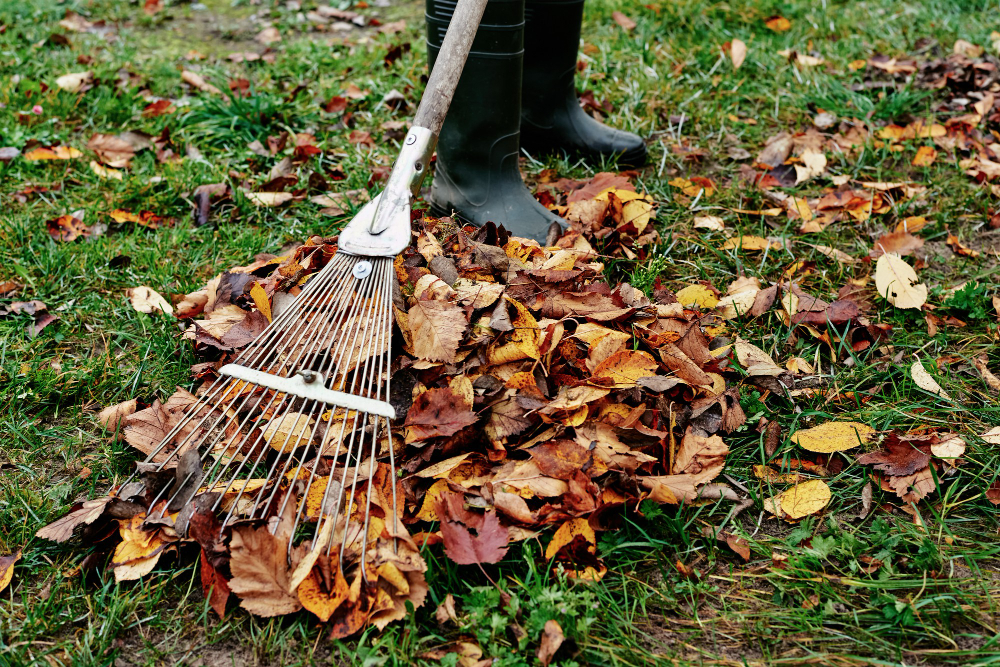 Woman Raking Pile Fall Leaves Garden With Rake