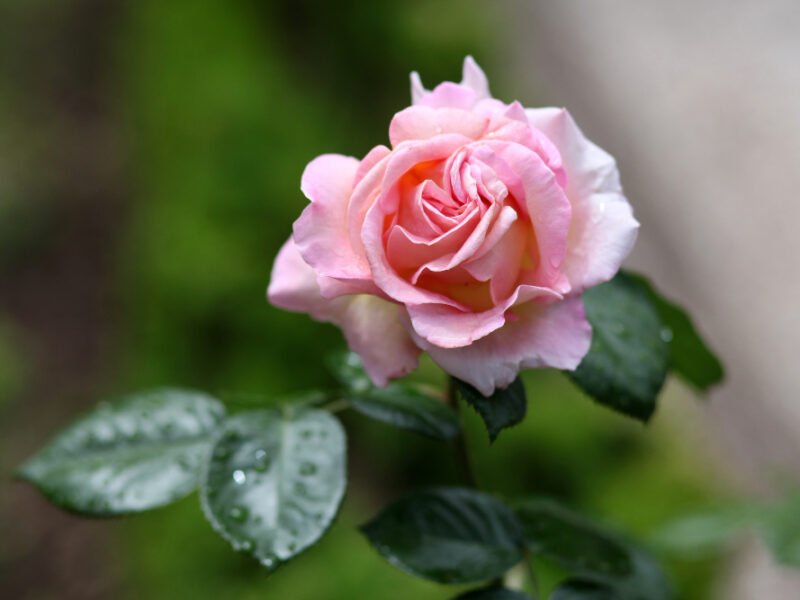 Selective Focus Shot Pink Rose Blossom